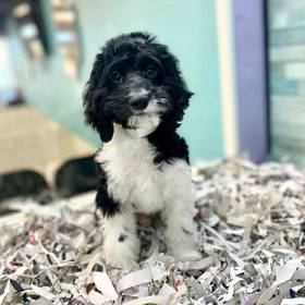 Cockapoo