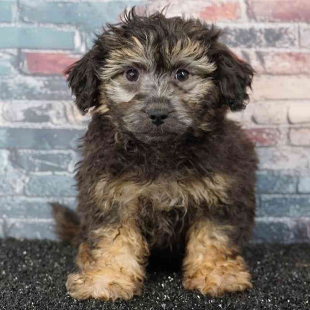 Image of a pet breed in the gallery