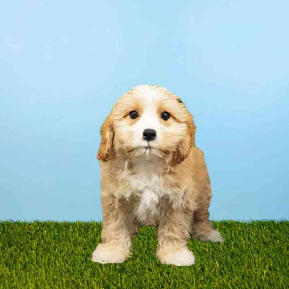 Male Cavachon Puppy for Sale in Meridian, ID