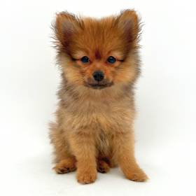 Pomeranian