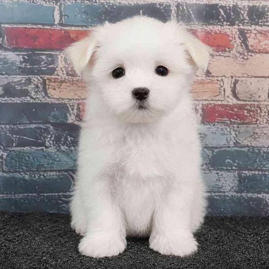 Maltese