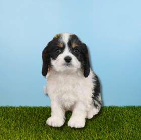 Cavapoo