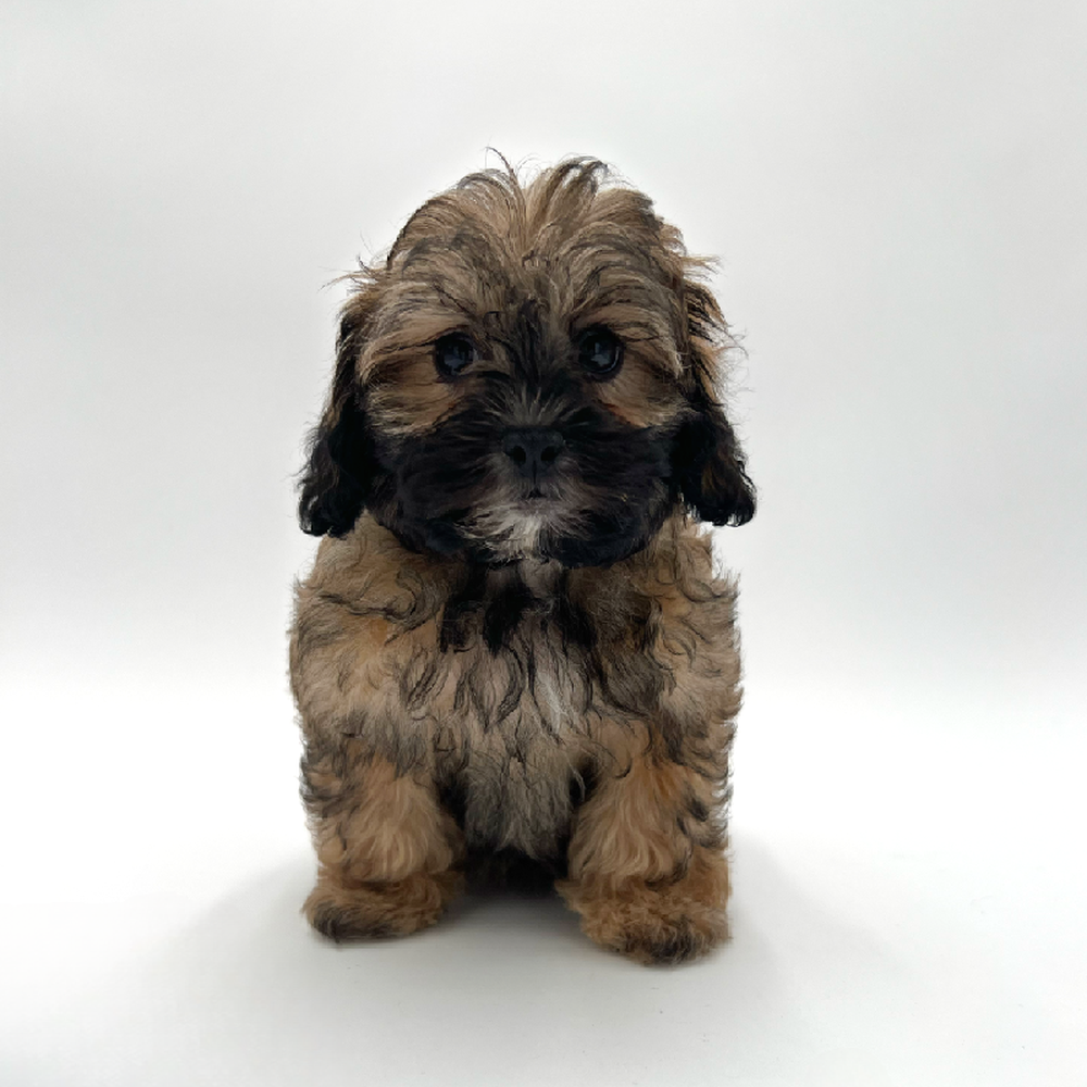 Female Shizapoo Puppy for Sale in San Antonio, TX