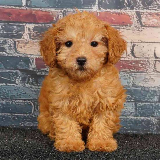 Cavapoo