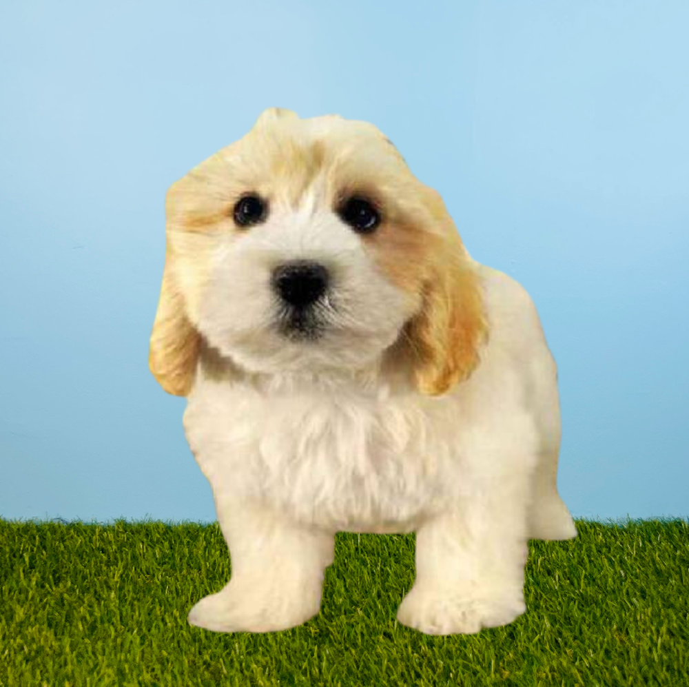 Male Lachon Puppy for Sale in Pasadena, TX