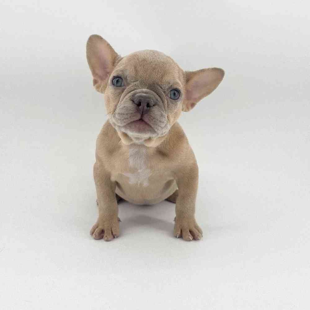 pet breed image