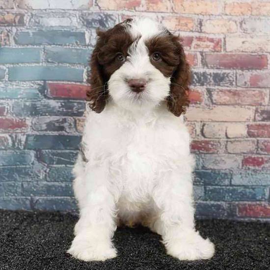 Cockapoo