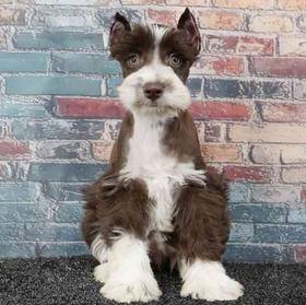 Mini Schnauzer