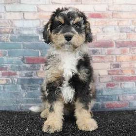Bernedoodle