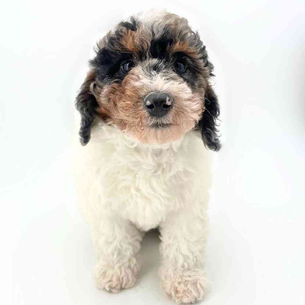 pet breed image