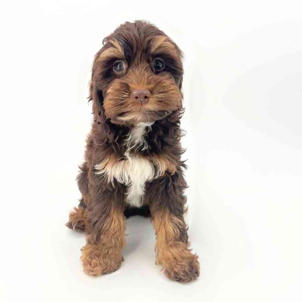 carousel pet images