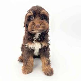 Cockapoo