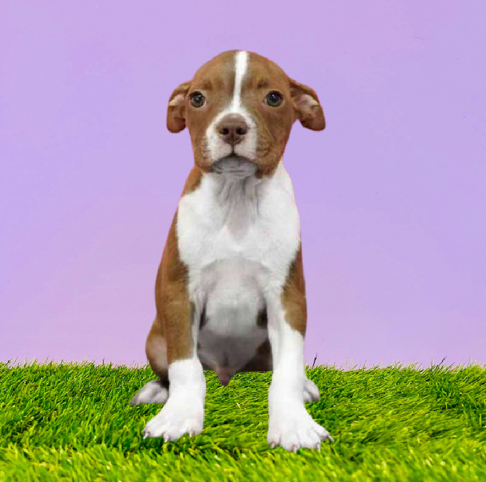 Male Boston Terrier Puppy for Sale in Marietta, GA