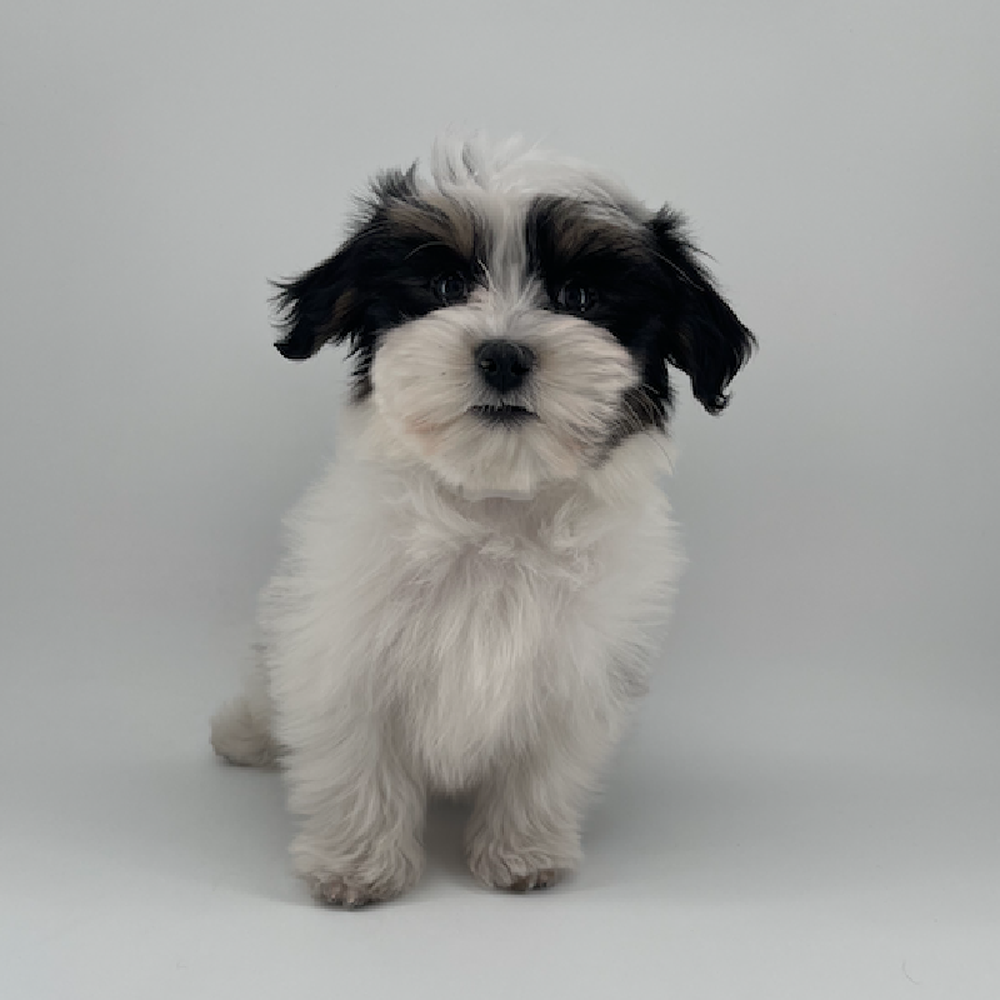 Image of a pet breed in the gallery