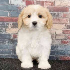 Cavachon