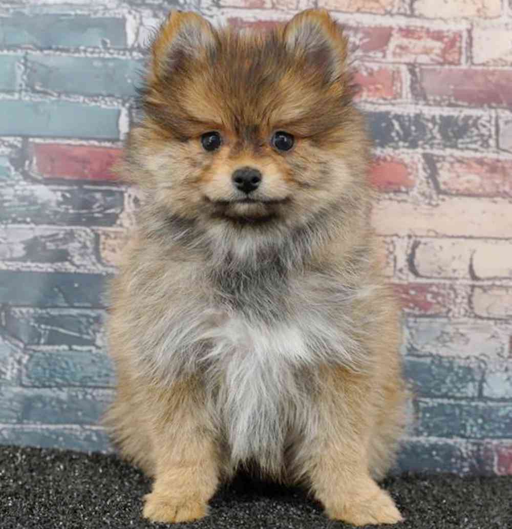 pet breed image