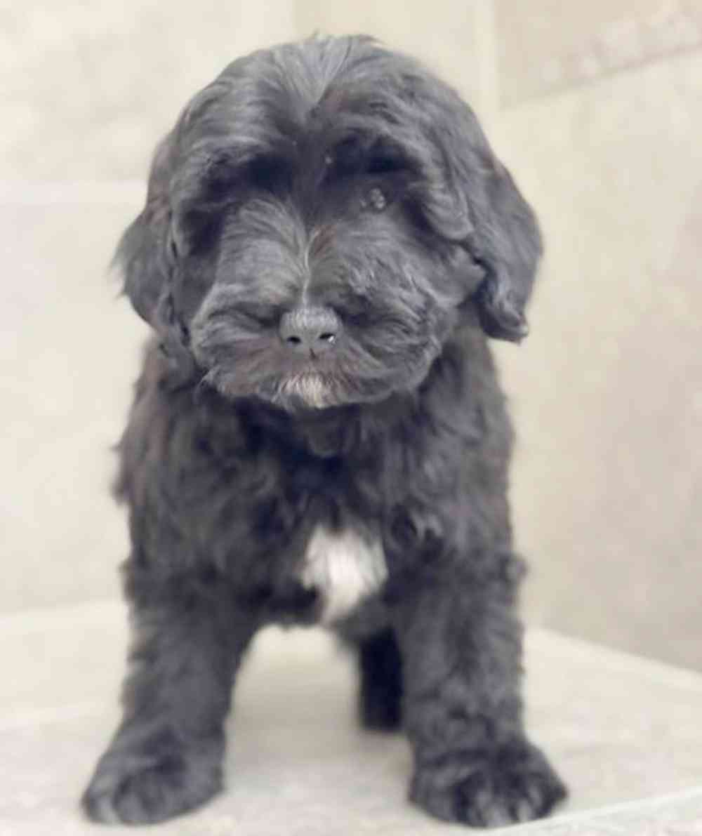 Image of a pet breed in the gallery