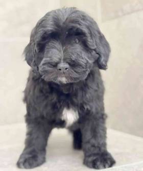 Schnoodle
