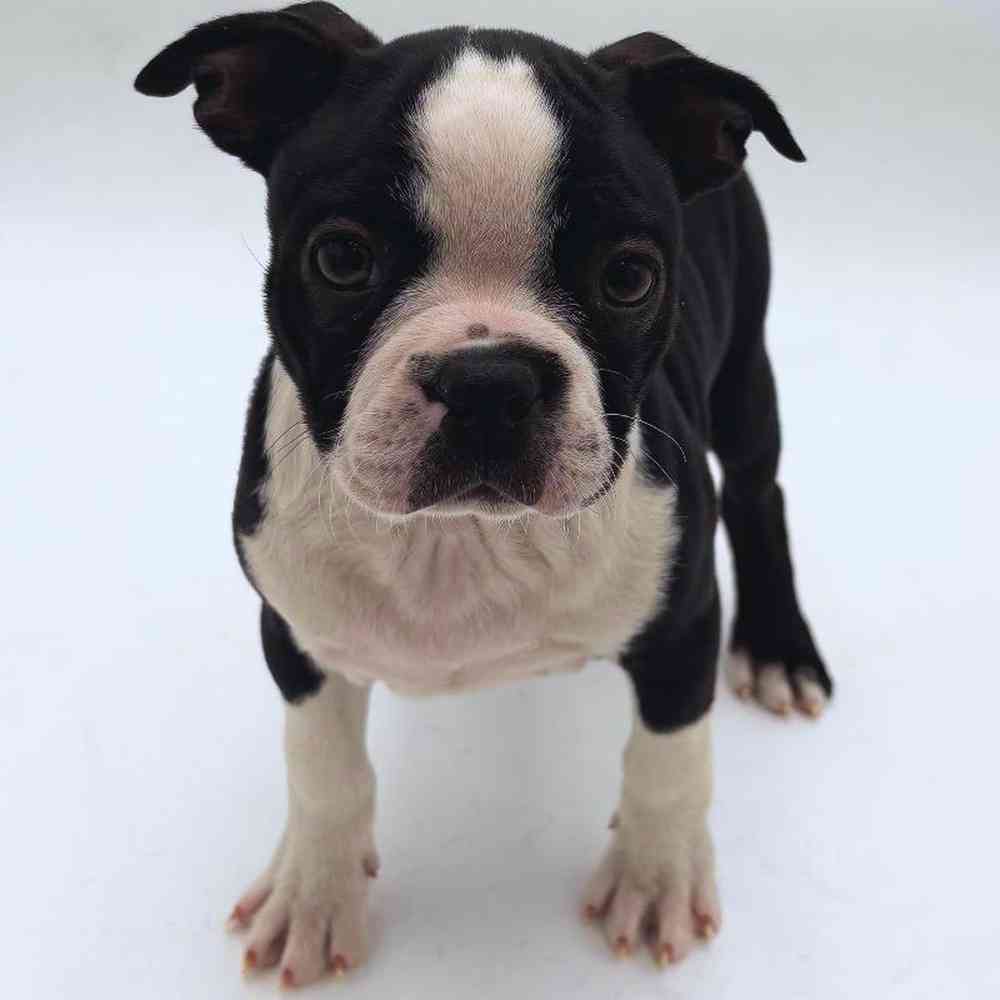 Image of a pet breed in the gallery