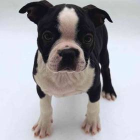 Boston Terrier