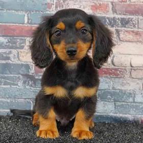 Dachshund