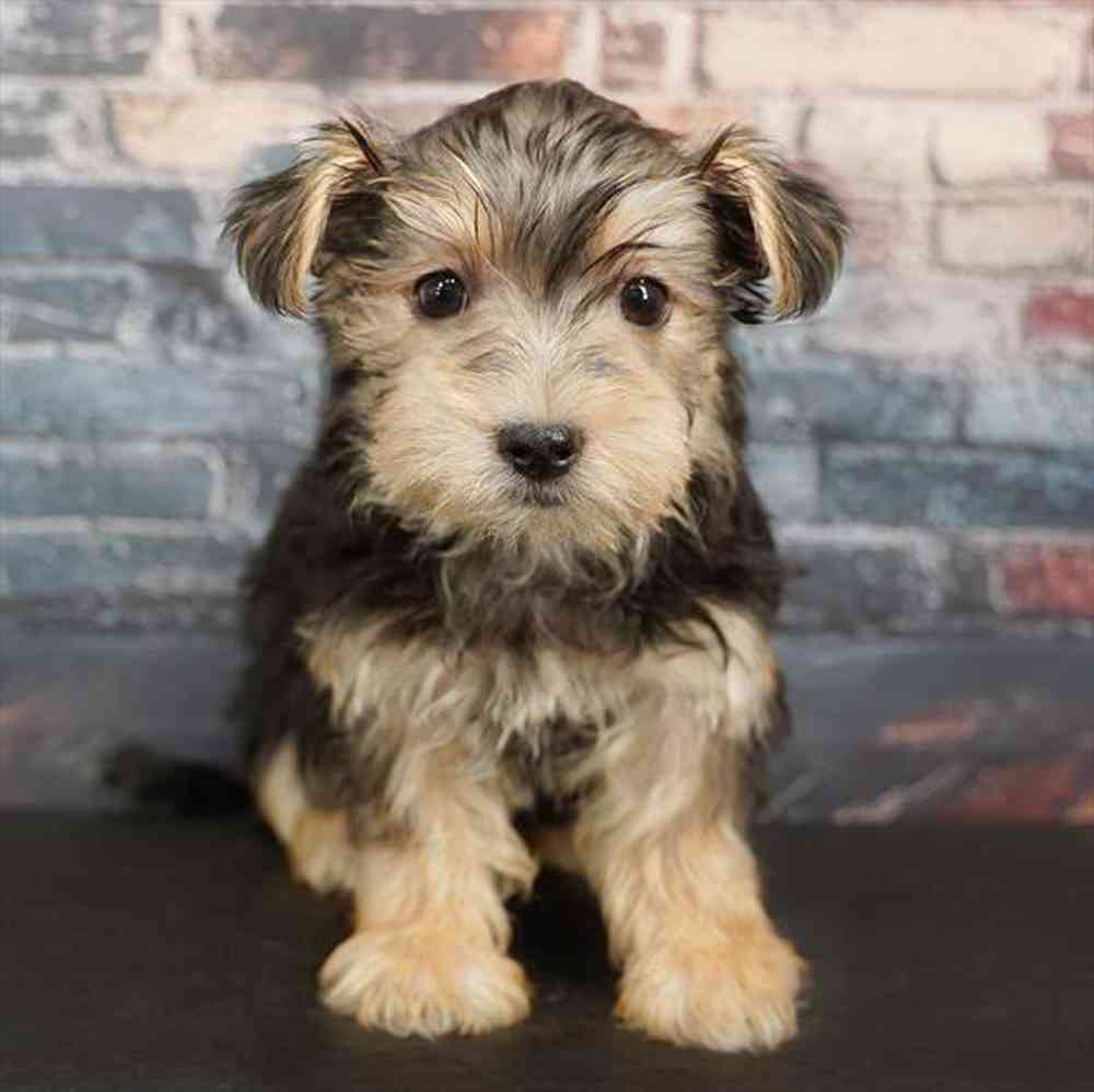 Image of a pet breed in the gallery