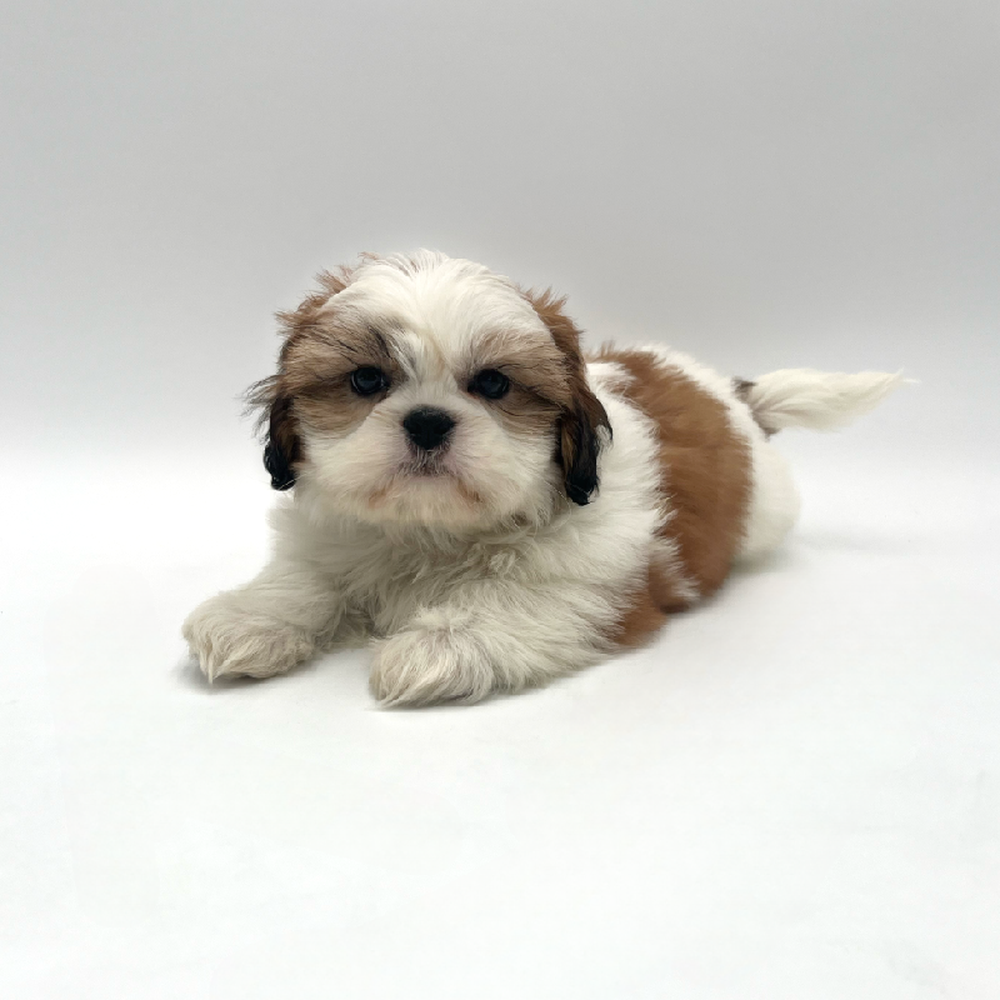carousel pet images
