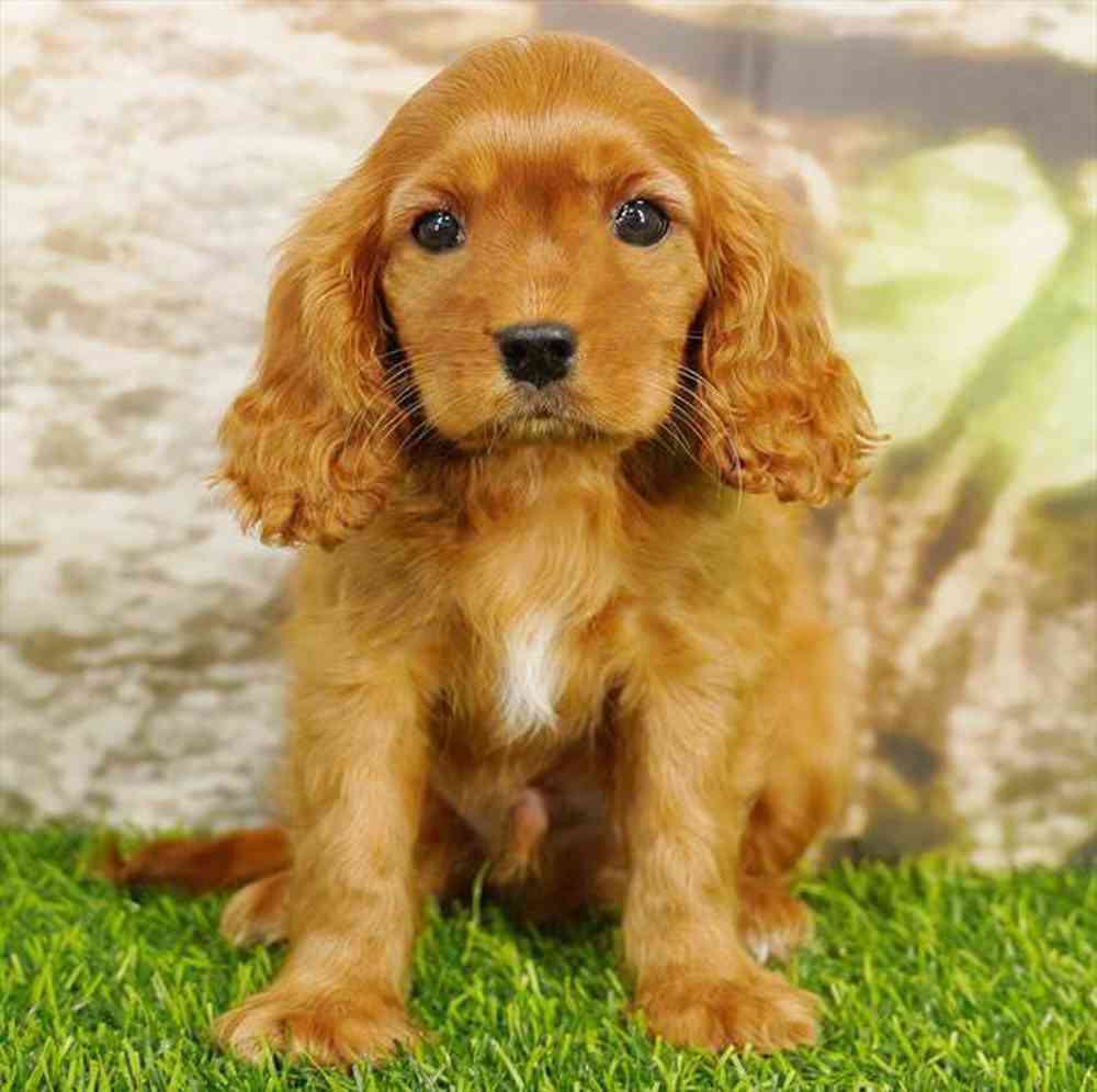pet breed image