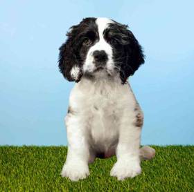Cocker Spaniel