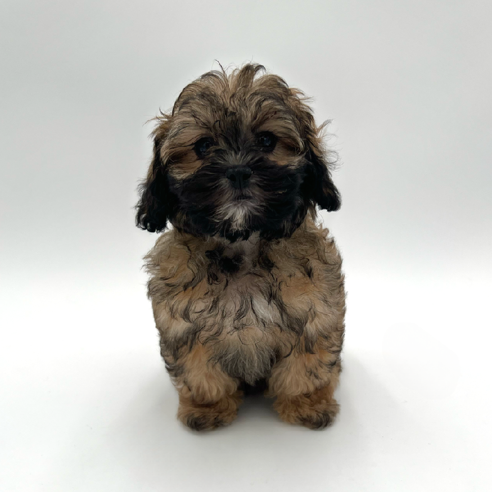 Female Shizapoo Puppy for Sale in San Antonio, TX