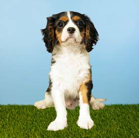 Cavalier King Charles Spaniel