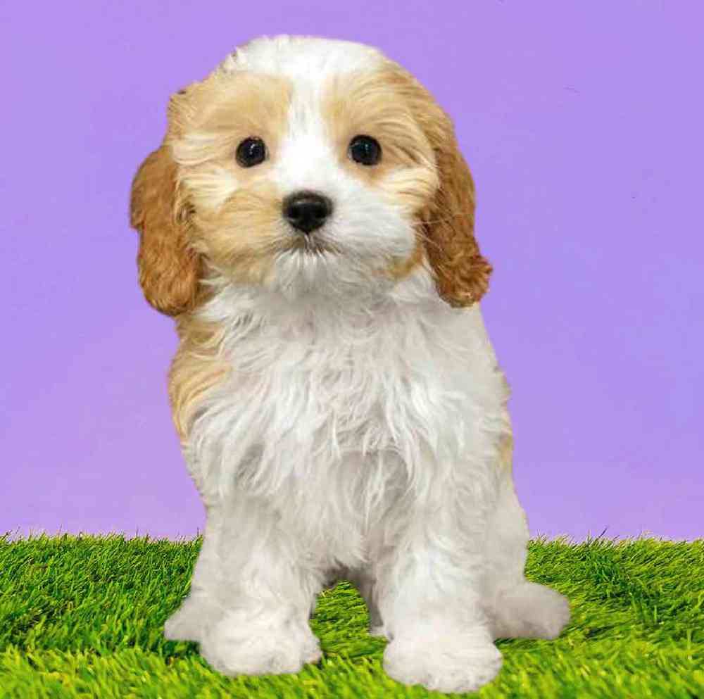 Female Cavapoo Puppy for Sale in Puyallup, WA