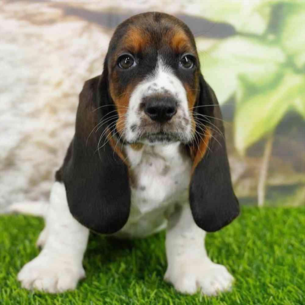 Image of a pet breed in the gallery