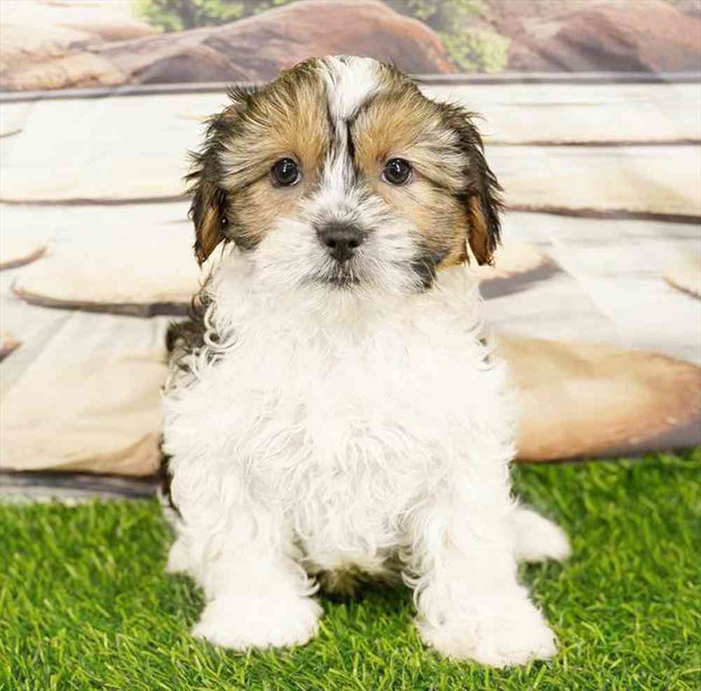 Image of a pet breed in the gallery