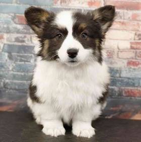American Corgi