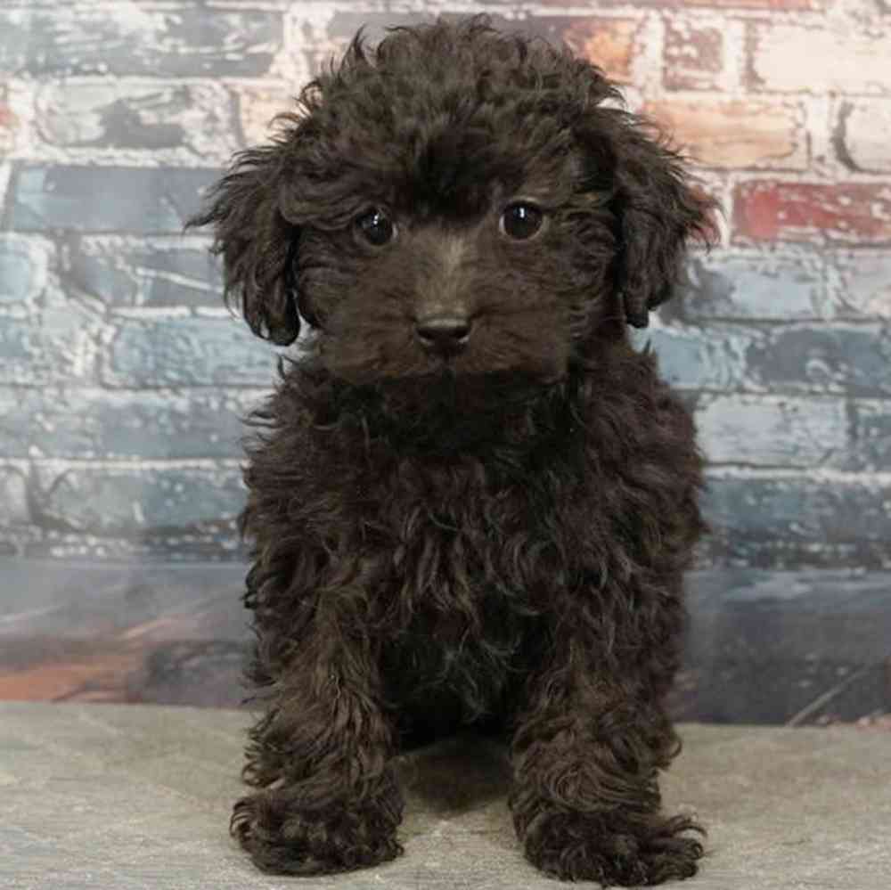 Image of a pet breed in the gallery