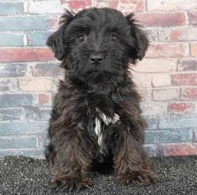 Yorkie-Poo