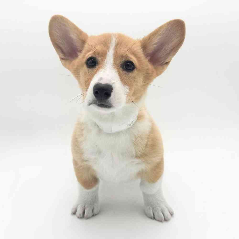 carousel pet images