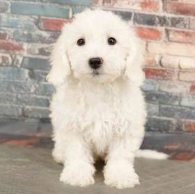 Bichon