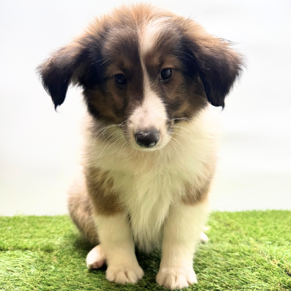 pet breed image