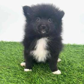 Pomeranian