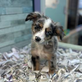 Mini Australian Shepherd