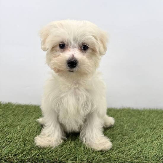 Maltese