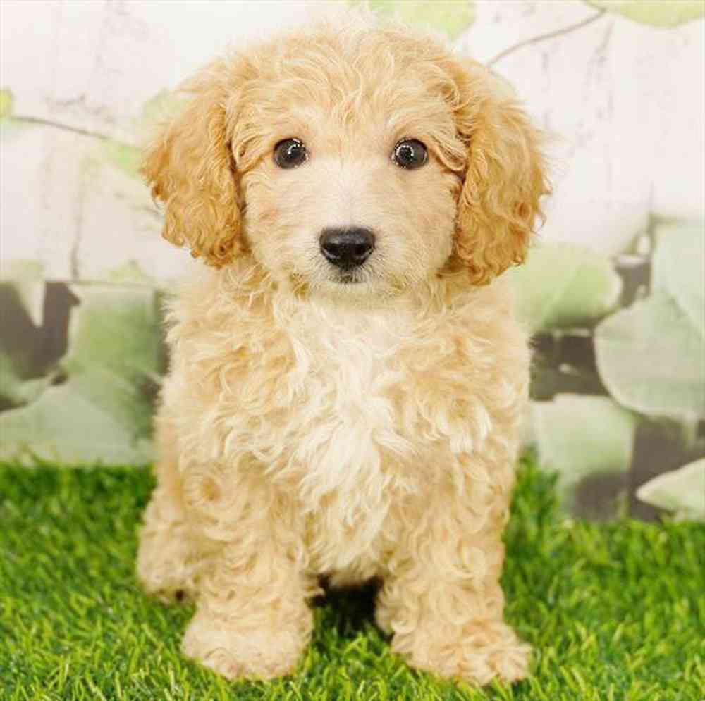 Image of a pet breed in the gallery