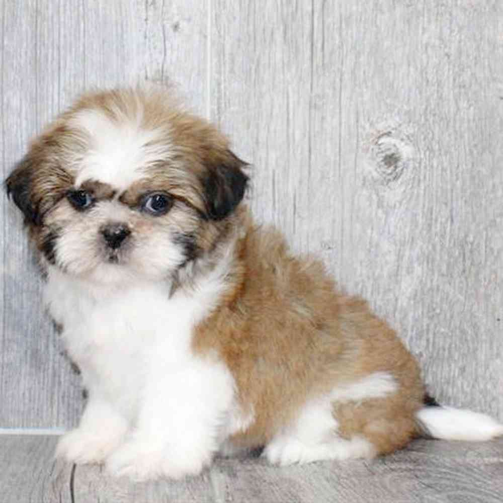 Image of a pet breed in the gallery