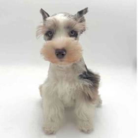 Mini Schnauzer