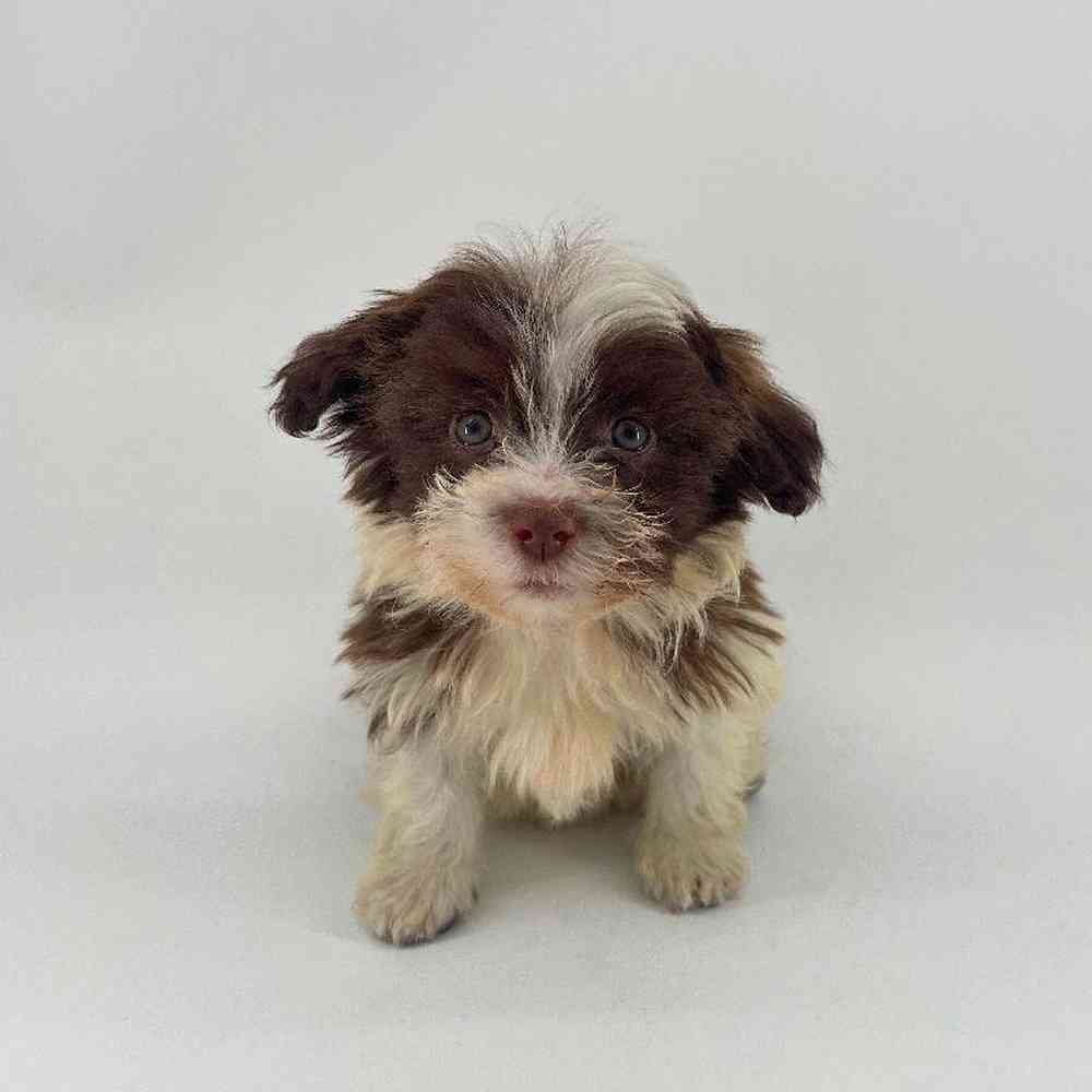 pet breed image