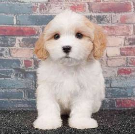 Cavachon