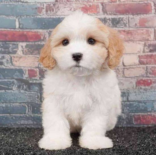 Cavachon