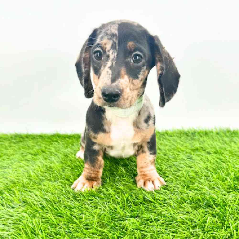 carousel pet images
